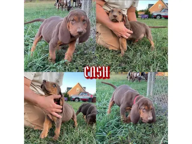 9 weeks old bloodhound puppies - 4/4