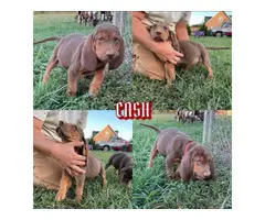 9 weeks old bloodhound puppies - 4