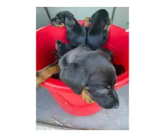 AKC Doberman puppies for sale - 6