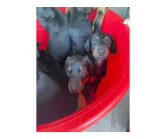 AKC Doberman puppies for sale - 7