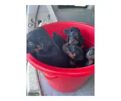 AKC Doberman puppies for sale - 8