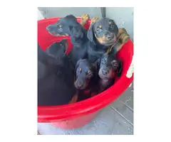 AKC Doberman puppies for sale - 9