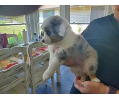 Toy/mini Australian Shepherd puppies - 4