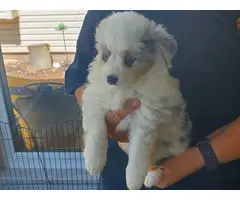 Toy/mini Australian Shepherd puppies - 5