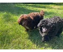 APRI registered toy poodle puppies