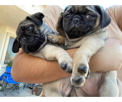 2 little Pug puppies looking for a new home