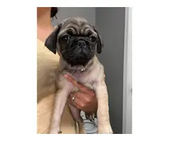 2 little Pug puppies looking for a new home - 3