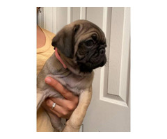 2 little Pug puppies looking for a new home