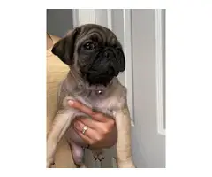 2 little Pug puppies looking for a new home - 6
