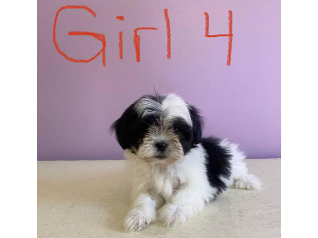 Lhasa Apso Puppies Grand Rapids Puppies For Sale Near Me   115670 