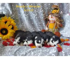 3 Pomsky puppies left - 14