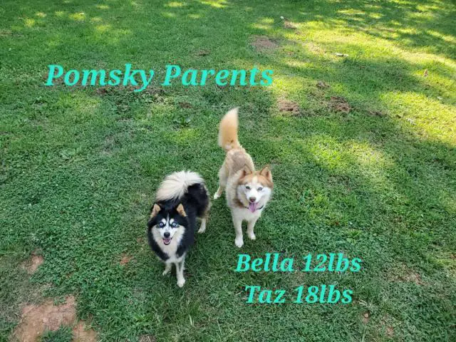 3 Pomsky puppies left - 15/15