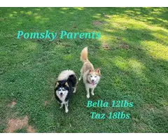 3 Pomsky puppies left - 15