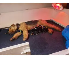 Male and female Airedale Terrier puppies for sale - 2