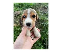 Pure breed beagle pups - 2