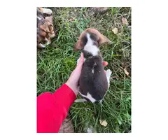 Pure breed beagle pups - 4