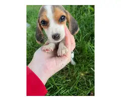 Pure breed beagle pups - 6