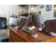 Gorgeous 4 months old Pitbull puppy - 12