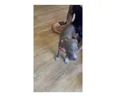 3 Staffordshire/Pitbull puppies for adoption