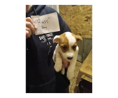 6 adorable Jack Russell terrier puppies for sale