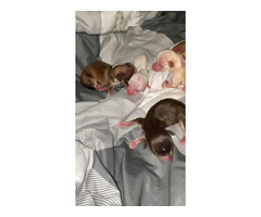 5 Chihuahua puppies for sale