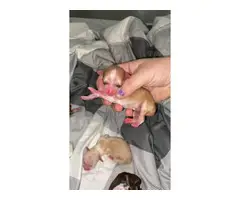 5 Chihuahua puppies for sale - 3
