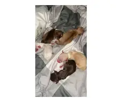5 Chihuahua puppies for sale - 4