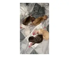 5 Chihuahua puppies for sale - 5