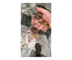 5 Chihuahua puppies for sale - 6