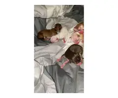 5 Chihuahua puppies for sale - 8