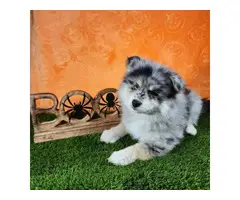 2 Pomsky Boy Puppies for Sale - 2