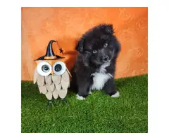 2 Pomsky Boy Puppies for Sale - 3