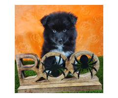 2 Pomsky Boy Puppies for Sale