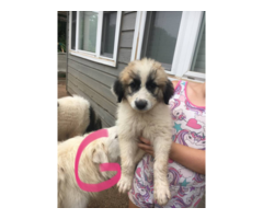 Great Pyrenees puppies for adoption
