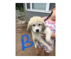 Great Pyrenees puppies for adoption