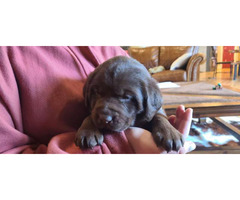2 AKC Chocolate lab puppies for sale