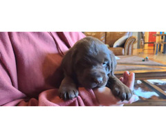 2 AKC Chocolate lab puppies for sale