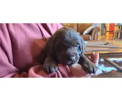 2 AKC Chocolate lab puppies for sale - 3
