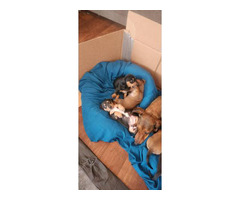 6 cute purebred Dachshund puppies for sale