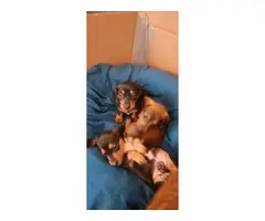 6 cute purebred Dachshund puppies for sale - 2
