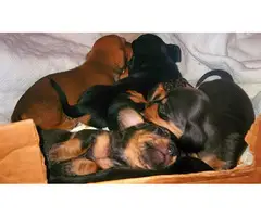 6 cute purebred Dachshund puppies for sale - 5