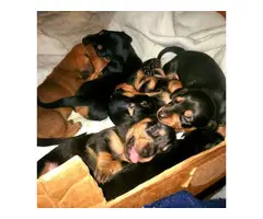 6 cute purebred Dachshund puppies for sale - 6