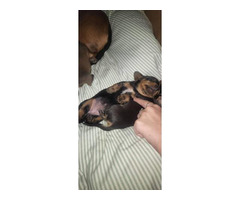 6 cute purebred Dachshund puppies for sale