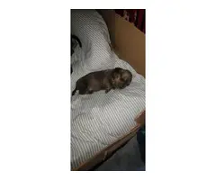 6 cute purebred Dachshund puppies for sale - 8