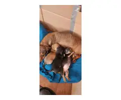 6 cute purebred Dachshund puppies for sale - 10