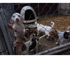 Beagle puppies for sale - 2