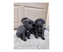 4 English Mastiff Puppies Ready for New Homes - 2