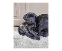 4 English Mastiff Puppies Ready for New Homes - 4