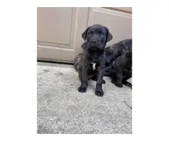 4 English Mastiff Puppies Ready for New Homes - 5