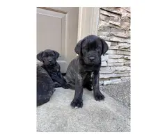 4 English Mastiff Puppies Ready for New Homes - 6